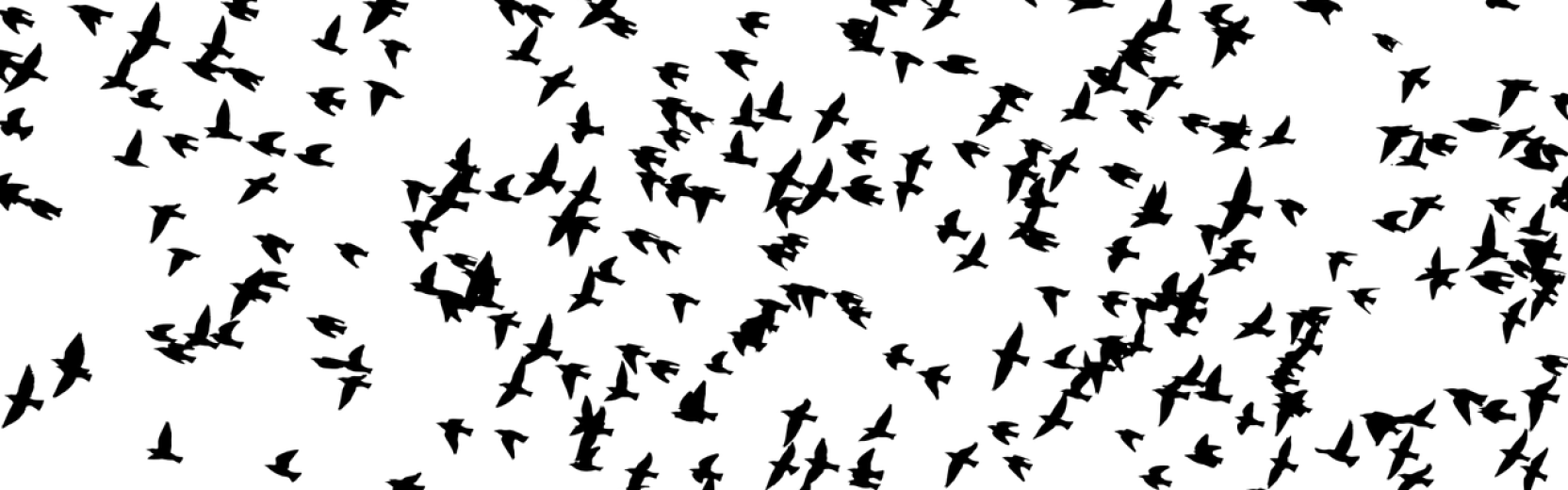 QLS Bird flock